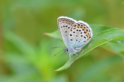 Silver-studded Blue<br />Plebejus argus