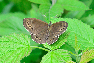 MAY_5549 Woodland Brown (Lopinga achine).jpg