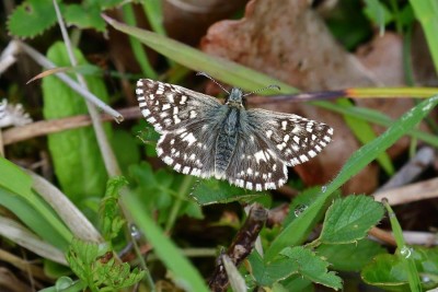 Grizzled Skipper<br />Pyrgus malvae