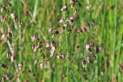 JAN_3857  Quaking grass.jpg