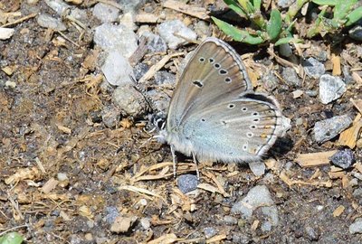 Silvery Argus (Aricia nicias) 3x2.jpg