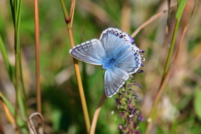 Chalk-hill Blue (Polyommatus coridon)