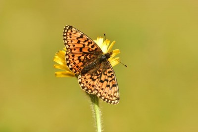 Small Pearl-bordered Fritillary<br />Boloria selene