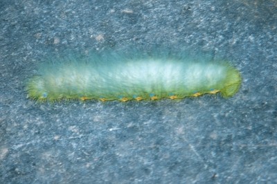 Caterpillar challenge.