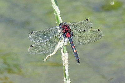 White-faced darter