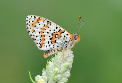 Spotted Fritillary (Melitaea didyma)