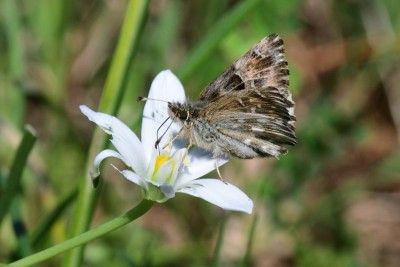 Mallow Skipper ( Carcharodus alceae)