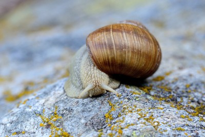 Helix pomatia or Burgundy snail