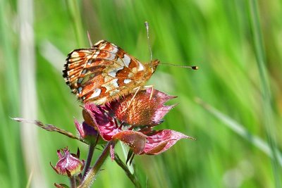 MAY_4041 Cranberry Fritillary ( Boloria aquilonaris)_.jpg