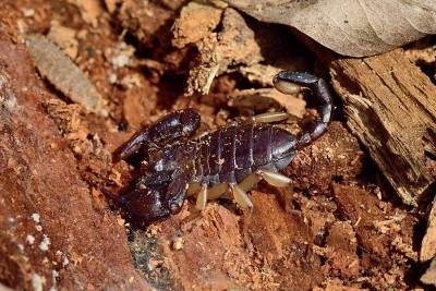 Scorpion. The real Mc Coy. Species ? Var, France