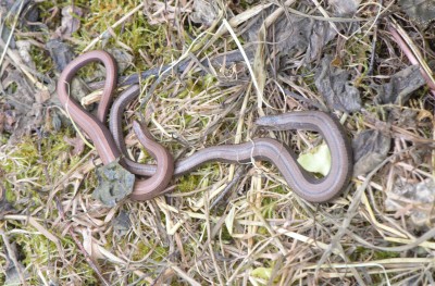 Slow worm [Anguis fragilis]<br /> Shapwick NNR.