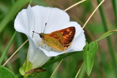 MAY_5666 Large Skipper (Ochlodes sylvanus).jpg