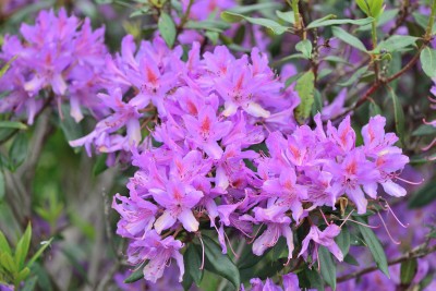 Rhododendron