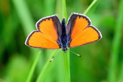 Purple-edged Copper (Lycaena hippothoe)