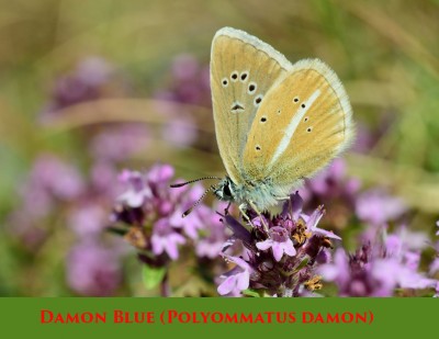 Damon Blue (Polyommatus damon) .jpg