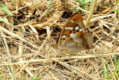 APR_5877 Lesser Purple Emperor (Apatura ilia) reduced.jpg