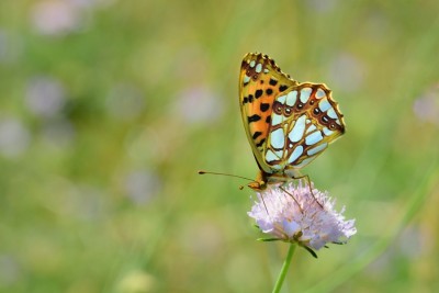 Queen of Spain Fritillary (Issoria lathonia)