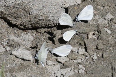 Wood White (Leptidea sinapis).jpg