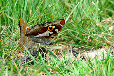 APR_5535 Purple Emperor (Apatura iris) and Lesser Purple Emperor (Apatura ilia) reduced.jpg