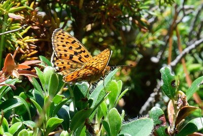 Small Pearl-bordered Fritillary (Boloria selene)