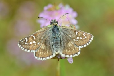 Safflower Skipper (Pyrgus carthami).jpg<br />Molines en Champsaur