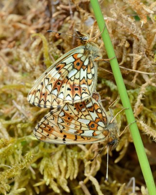 Small Pearl-bordered Fritillary (Boloria selene)<br />09-06-2013