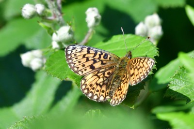 Small Pearl-bordered Fritillary (B