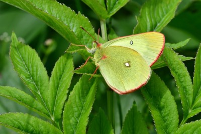 Moorland Clouded Yellow (Colias palaeno).