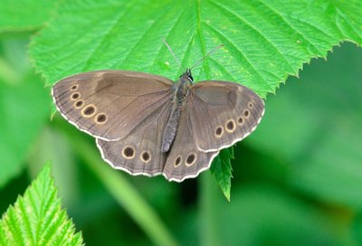 MAY_5532 Woodland Brown (Lopinga achine).jpg