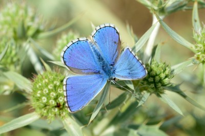 Adonis Blue (Polyommatus bellargus)