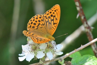 Siver-wased-Fritillary.