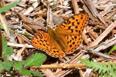 High Brown Fritillary (Argynnis adippe)