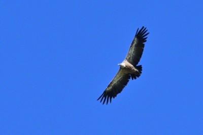 Col d'Agnel, 2620 Griffon vulture.jpg