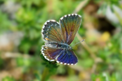 Chequered Blue (Scolitantides orion)