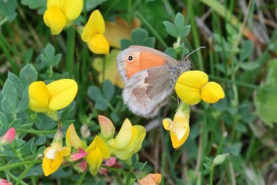 Small Heath<br />Coenonympha pamphilus