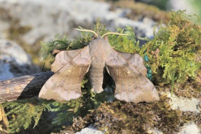 Poplar Hawk-moth (Laothoe populi)