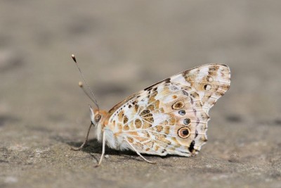 JUI_0860 Painted Lady  (Vanessa cardui)..jpg