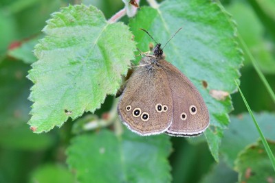 Ringlet (Aphantopus hyperantus)