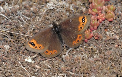 de Prunner's Ringlet (Erebia triaria)