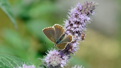 Chalk-hill Blues  (Lysandra coridon)