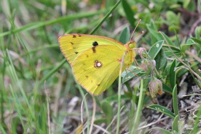 Mountain Clouded Yellow
