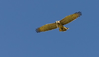 Short-toed snake eagle