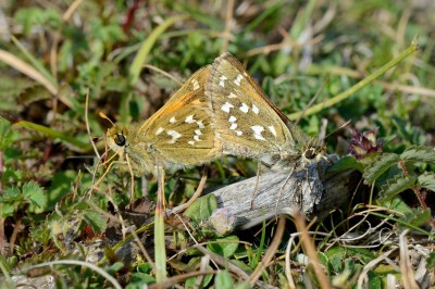 Silver spotted Skipper (Hesperia comma).Broughton Down.