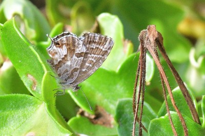 Geranium Bronze (Cacyreus marshalli)