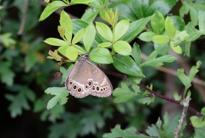 Woodland Brown (Lopinga achine)