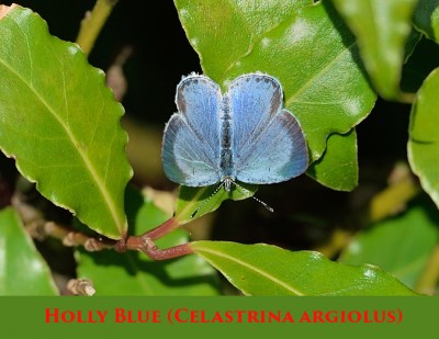 Holly Blue (Celastrina argiolus).jpg