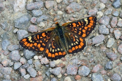 Scarce Fritillary (Euphydryas maturna)