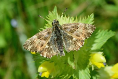 Tufted-marbled Skipper (Carcharodus floccifer) rebenty valley pyrenees