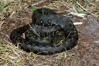Natrix maura is a natricine water snake of the genus Natrix.
