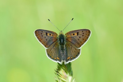 Sooty Copper (Lycaena tityrus)